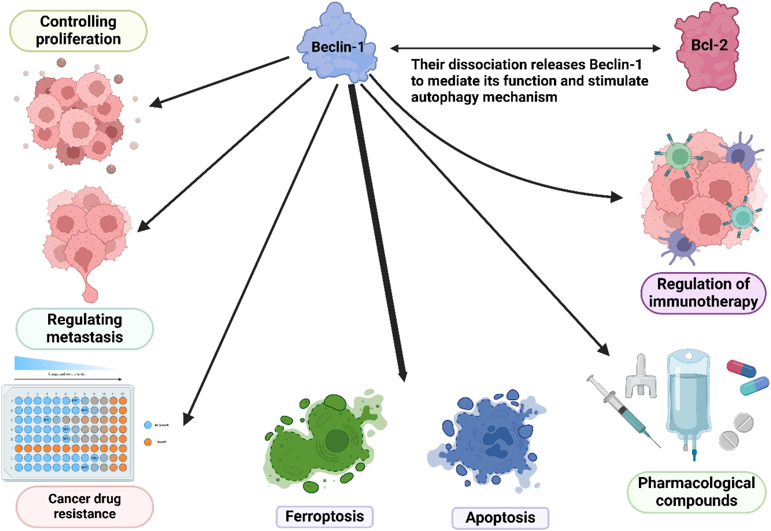 Frontiers | Beclin-1: a therapeutic target at the intersection of