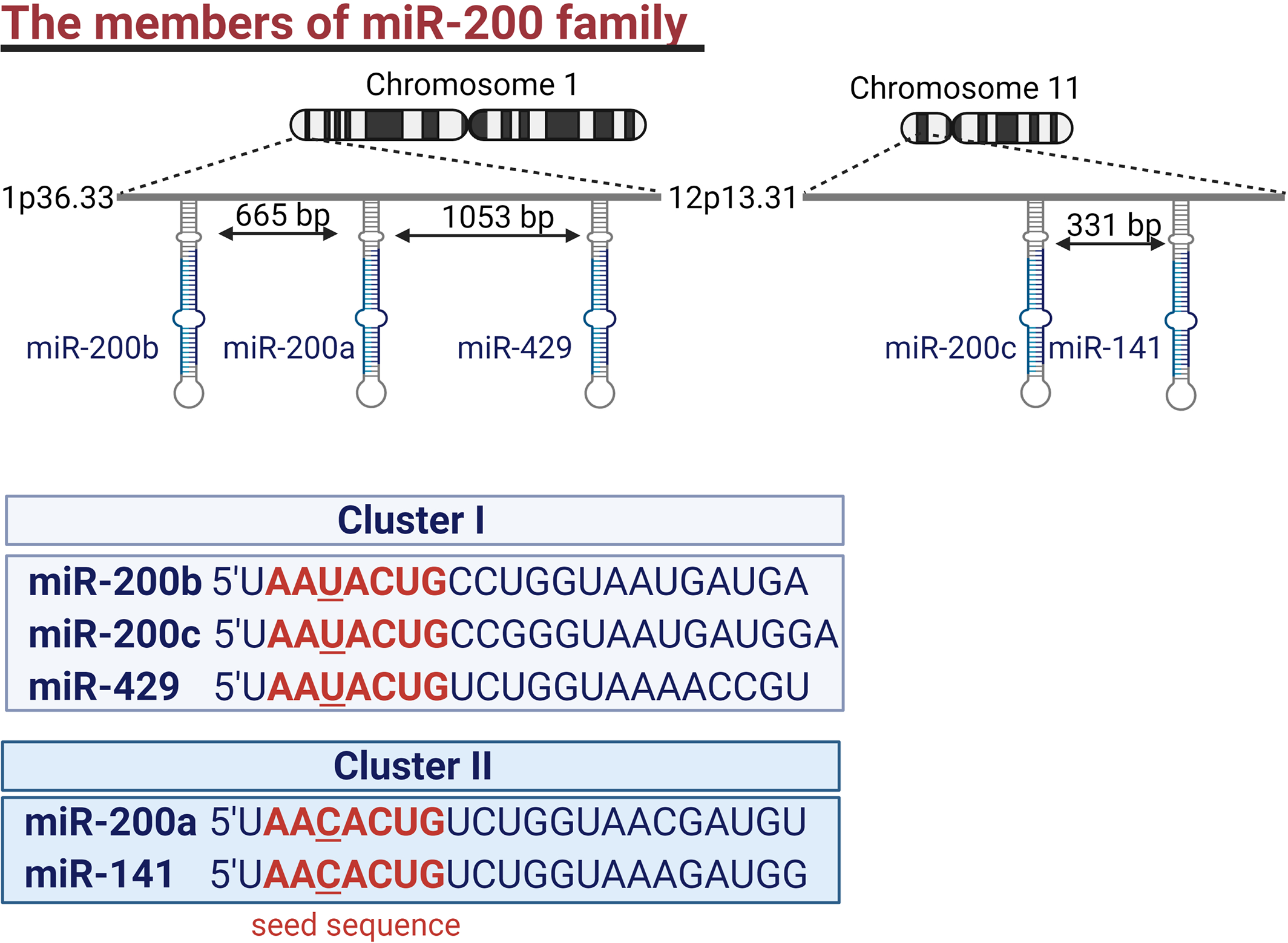 Frontiers | The role of miR-200 family in the regulation of