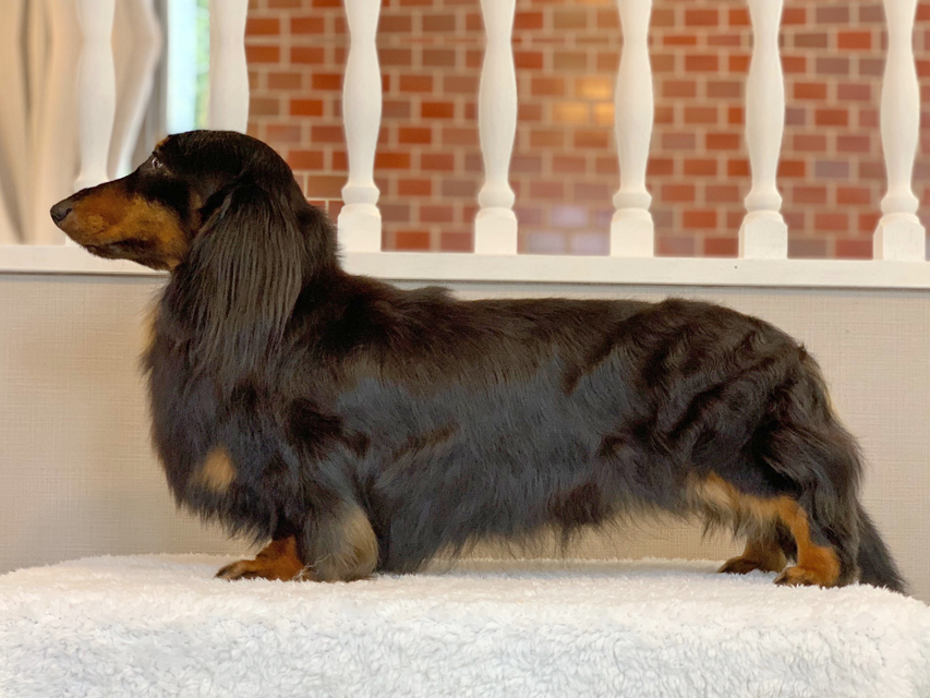 ミニチュアダックス Miniature Dachshund ダックスフンド 子犬