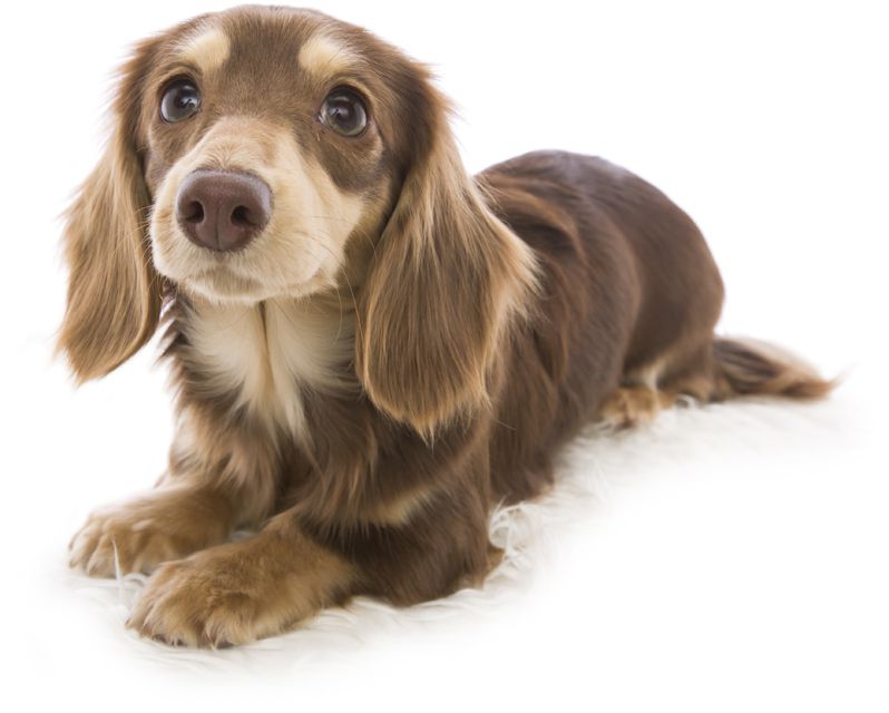 チョコレートイエロー（チョコクリーム） ダックスフンド 子犬