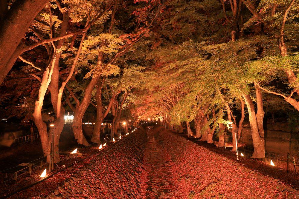 富士河口湖紅葉まつり｜紅葉に彩られる河口湖と富士山を楽しもう｜観光