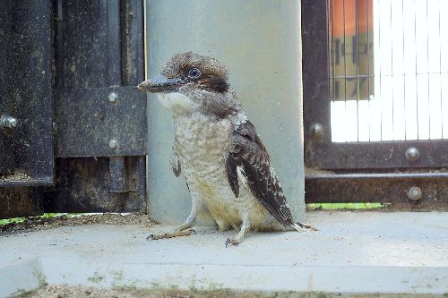 福山市立動物園：飼育員ブログ