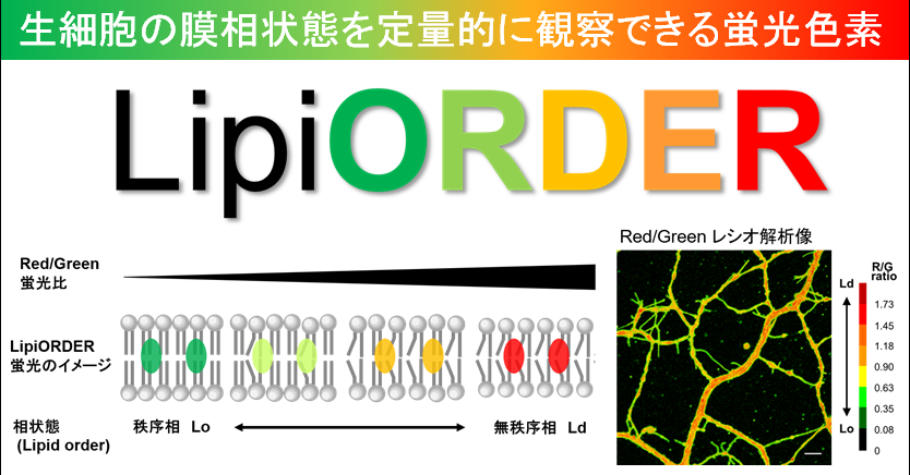 生細胞の膜相状態を定量的に観察できる蛍光イメージング試薬
