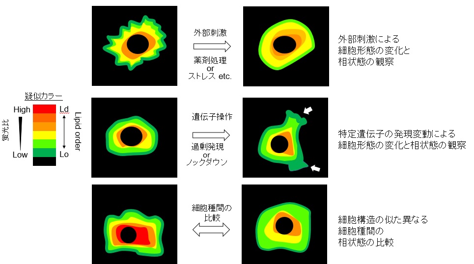 生細胞の膜相状態を定量的に観察できる蛍光イメージング試薬