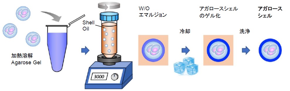細胞3Dカプセル化技術の最新ソリューション | 動物細胞用AGM