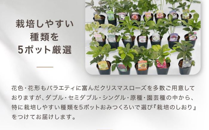 クリスマスローズ3号ポット苗5本おみつくろいセット ｜ G-Call