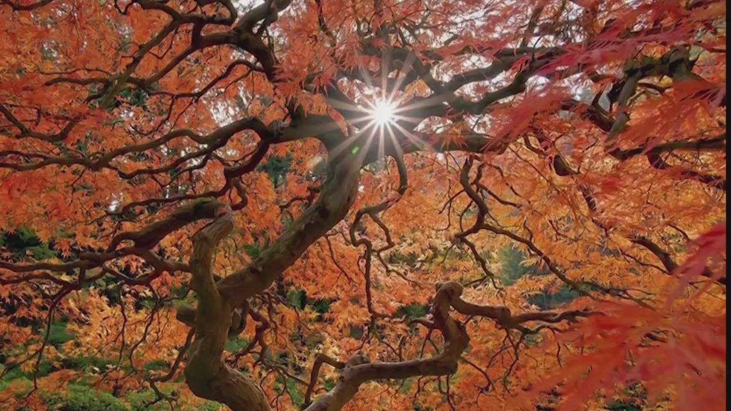 Portland Japanese Garden named one of the most underrated spots