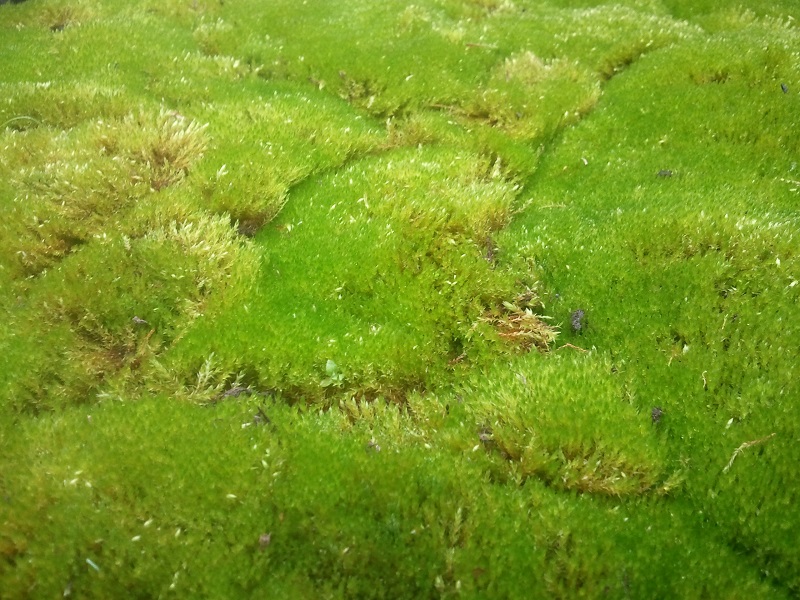 苔日光｜苔の販売専門店、良い品質の苔を格安でお届け