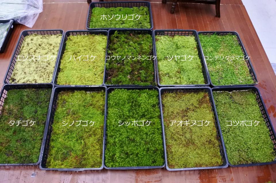 入荷情報！コケ各種｜苔（コケ）のインテリア コケリウム（苔