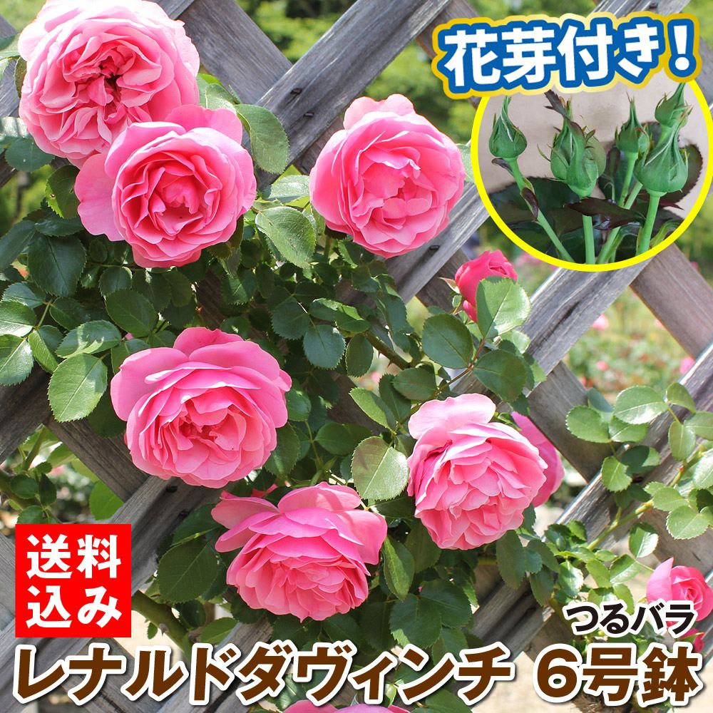 国華園オンラインショップ / バラ苗 つるバラ レオナルドダヴィンチ 6