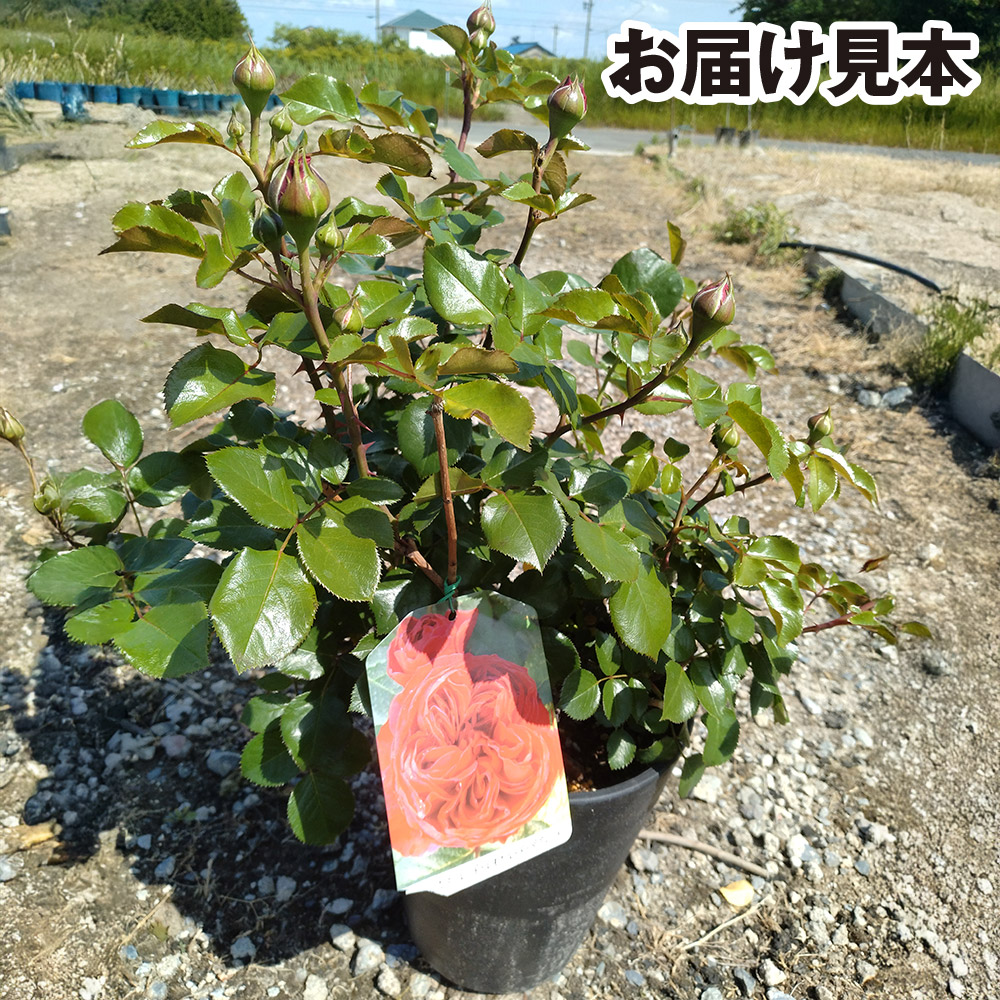 国華園オンラインショップ / バラ苗 つるバラ レオナルドダヴィンチ 6