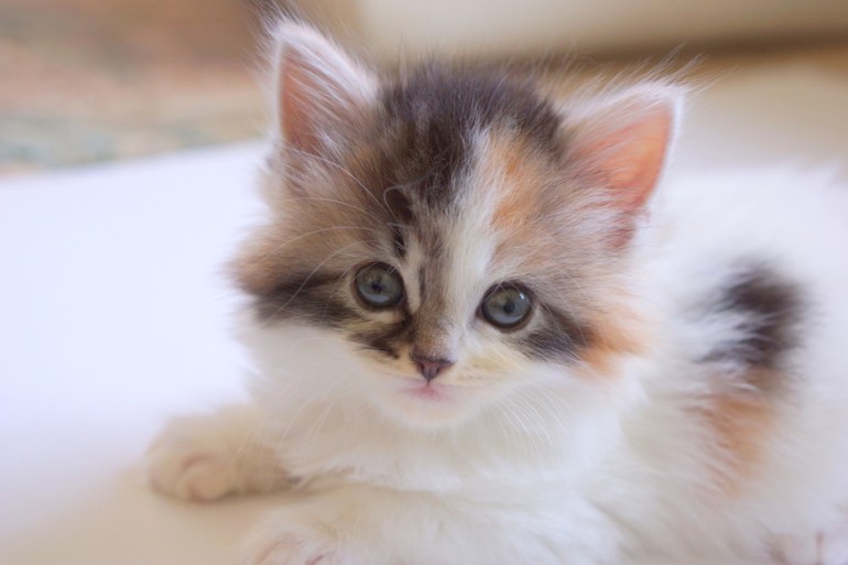 パステル三毛（ダイリュートキャリコ）はどんな猫？ 特徴や性格、猫種