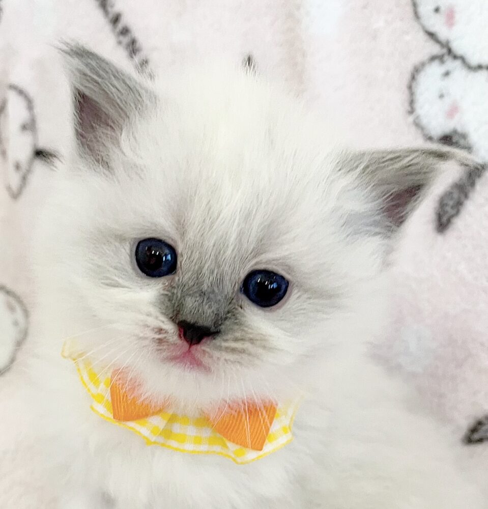 🌸◦°ラグドール子猫ちゃん、鼻黒ちゃんのご紹介🌸◦° | 子猫のお店