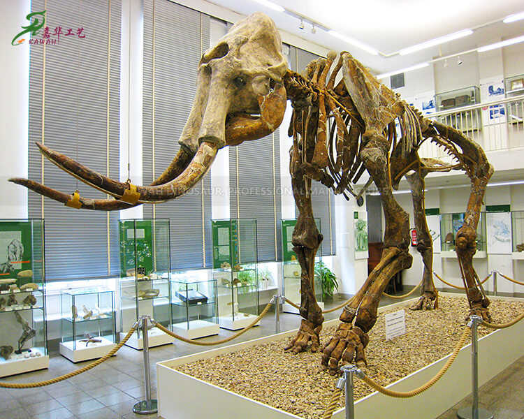 ファイバーグラス製動物骨格レプリカ 博物館展示用マンモス骨模型 SR-1820