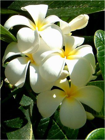 プルメリア(Plumeria)【かぎけんWEB】