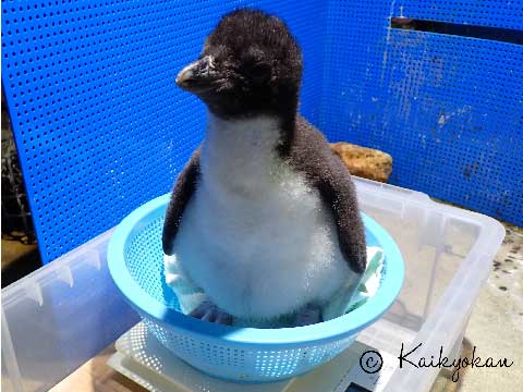 探検を始めました！？―ミナミイワトビペンギンのヒナ― | 市立しもの