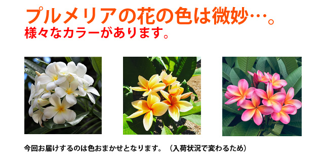 プルメリア 鉢植え ギフト 色おまかせ 篭付き ラッピング無料 5寸 5