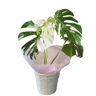 borsigiana-white-top.jpg