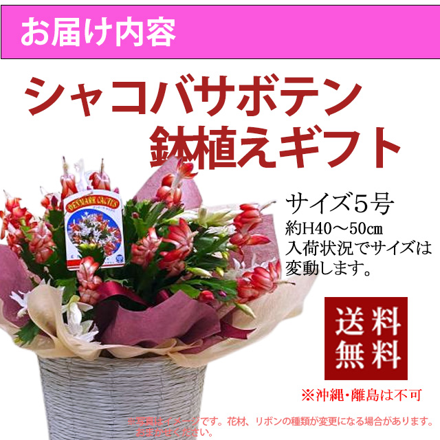 シャコバサボテン 敬老の日 誕生日 結婚記念日 クリスマス フラワー