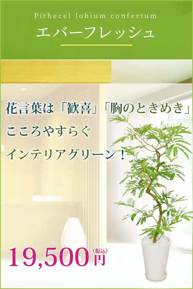 エバーフレッシュ(陶器鉢植込み、ラウンドタイプ白色) スタイリッシュ