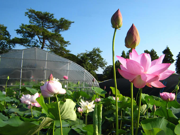 花ハスの栽培方法 | 花ハスの専門店「フラワー華蓮（かれん）」
