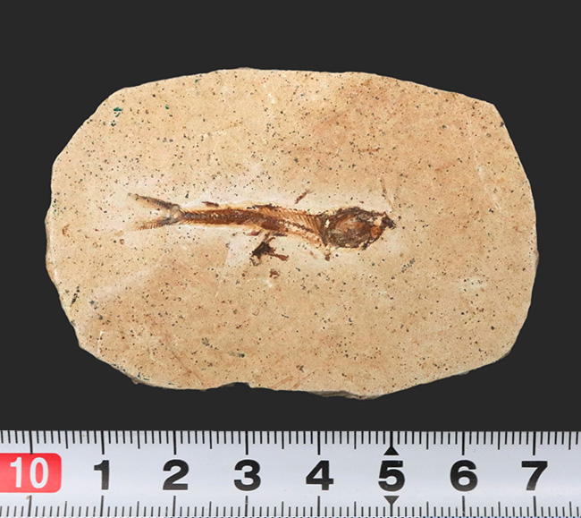 ブラジルの白亜紀の地層から発見された、降海性の古代魚、ダスティルベ
