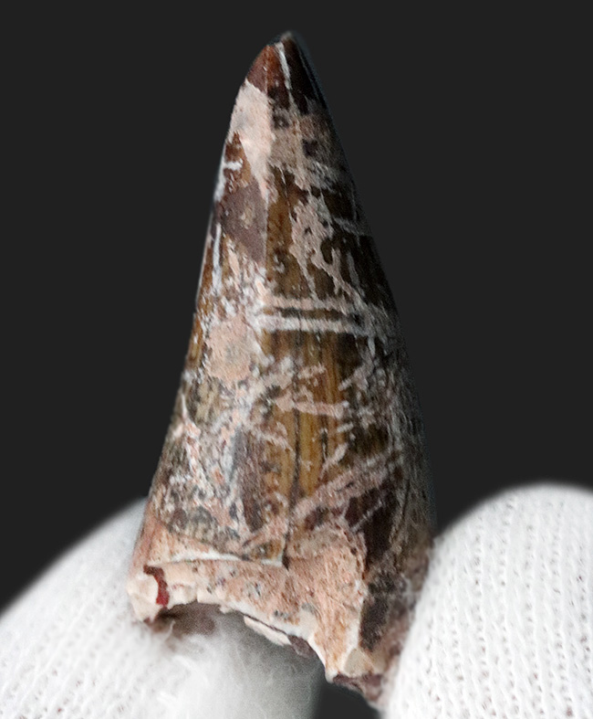 レア！恐竜が誕生する前の王座に君臨していた生物、フィトサウルス類