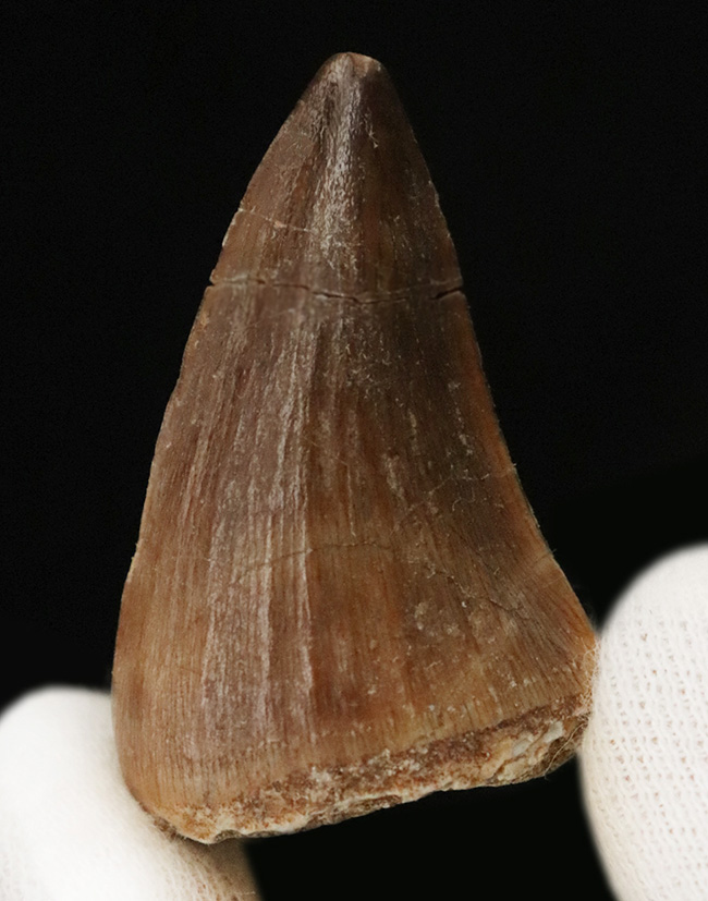 モササウルス 母岩付き標本 極美麗 歯56mm 特大 希少 モササウルス 母