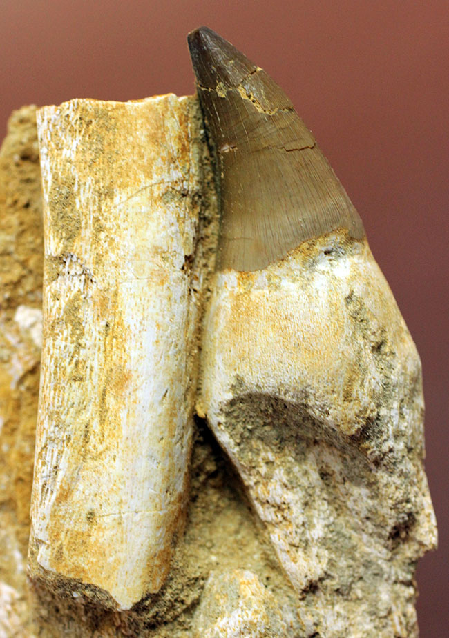謎とロマンが同居したプログナトドン（Prognathodon sp.）の巨大歯化石