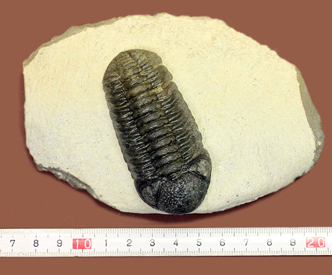 まっすぐに伸びたポーズが印象的、モロッコ産三葉虫ファコプス・スペ