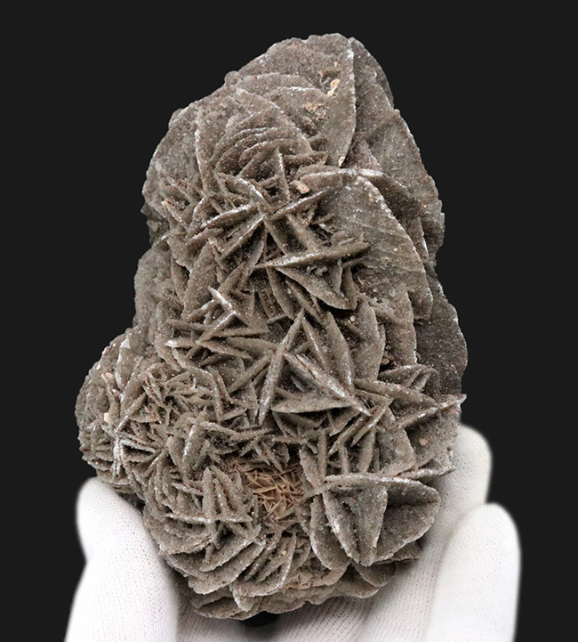 サハラ砂漠に咲いた一輪の美しきバライト結晶、砂漠の薔薇（Desert