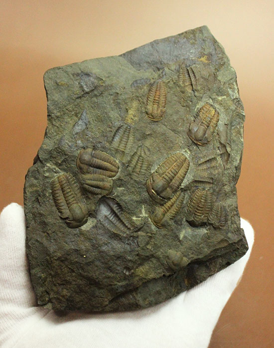 古生代カンブリア紀のチェコ産三葉虫、エリプソセファルス