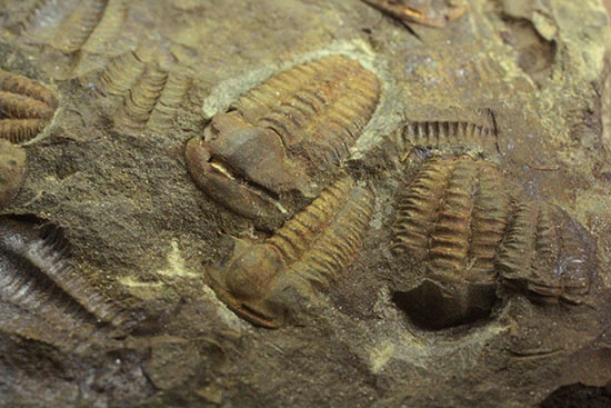 古生代カンブリア紀のチェコ産三葉虫、エリプソセファルス