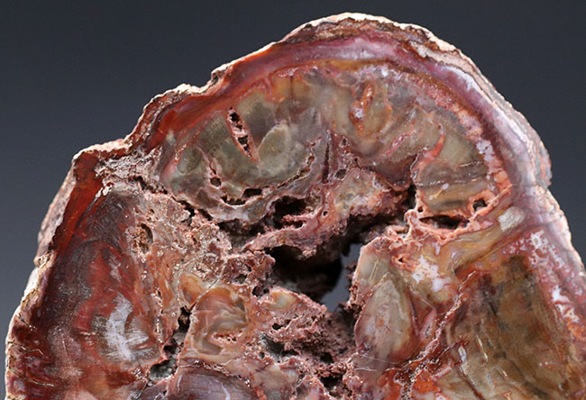 古代の針葉樹、アラウカリアの幹が化石化した珪化木（Petrified wood