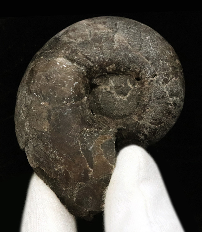 北海道の白亜紀（バレミアン）の地層から見つかったアンモナイト