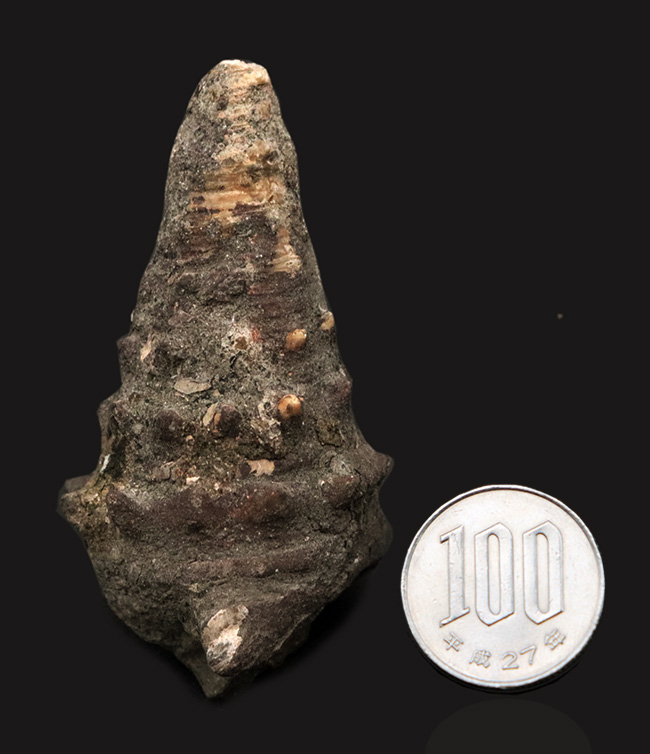 岡山県の中新世（約1500万年前頃）の地層から発見、採集された絶滅