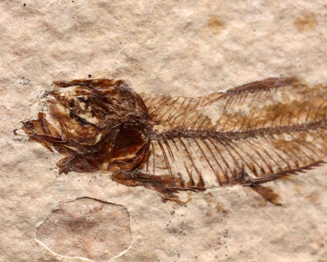 米国ワイオミング州を代表する化石、絶滅古代魚。ナイティア（Knightia