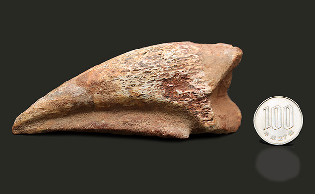 美形！史上最大級の恐竜の一つ、スピノサウルス（Spinosaurus）の