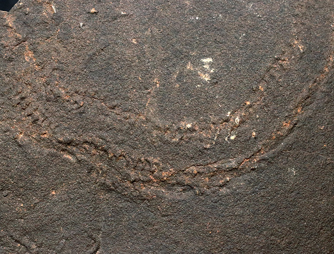 直進と緩やかなカーブを描く、二列の凹凸、これが三葉虫の這い跡とされ