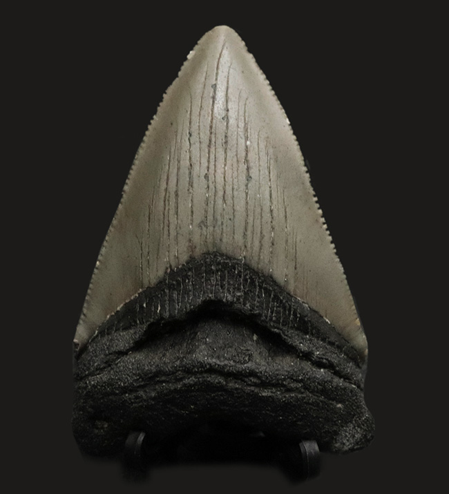 ノーリストア！オールナチュラル！古代の巨大絶滅ザメ、メガロドン