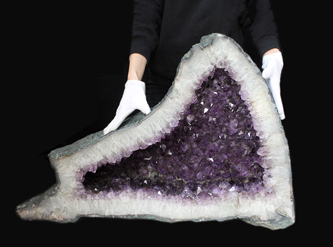 格安！横幅81センチ、重量88キロという、規格外の博物館級標本