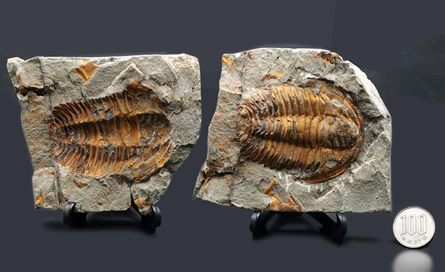 最初期の三葉虫の一つ、カンブリア紀の三葉虫、パラドキシデス