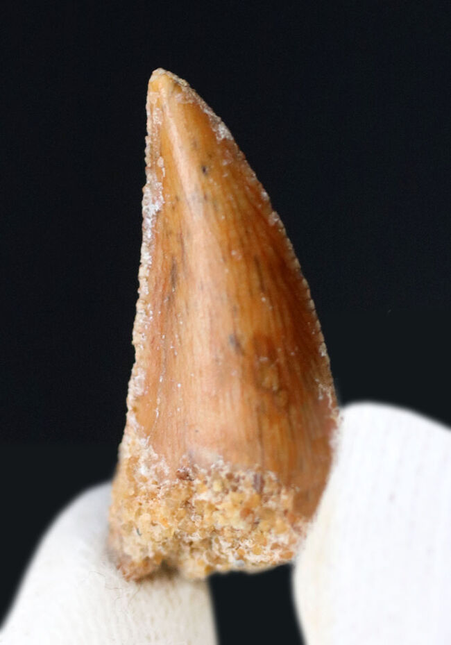 ケムケム層から採集されるレアな獣脚類恐竜、アベリサウルス科