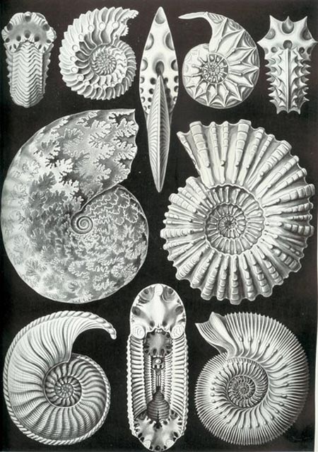 10キロ近い巨大な標本！北海道産の巨大アンモナイト（Ammonite）の