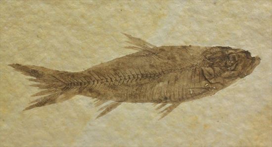 保存状態最高の魚化石 化石 販売