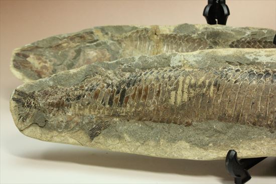 レア＆格安！母岩含め最大長42cm/3500gオーバー！ブラジル産