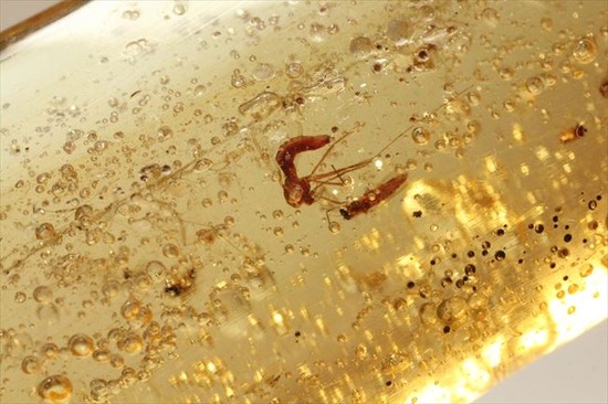 100万年前の樹液が虫を絡め取りつつ化石になりました（虫入りコーパル