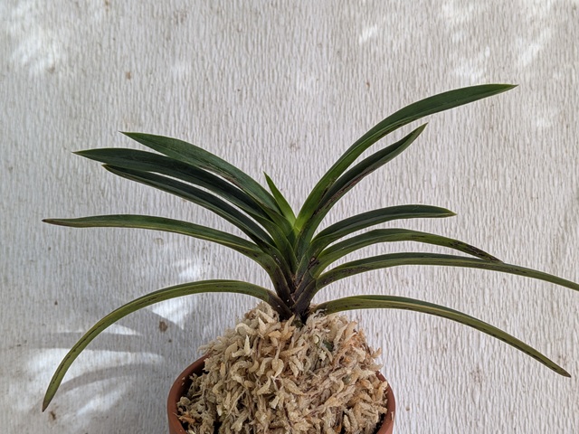 商品詳細｜布木の里 花信｜古典植物・山野草の専門店 フラワー