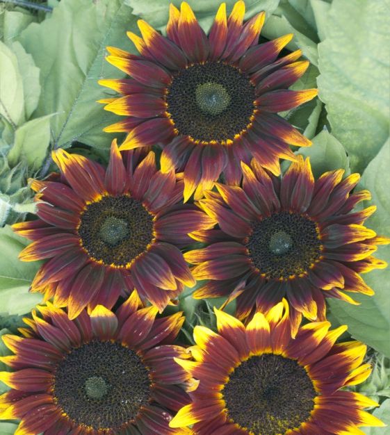 Shock-o-Lat Sunflower | John Scheepers Kitchen Garden Seeds