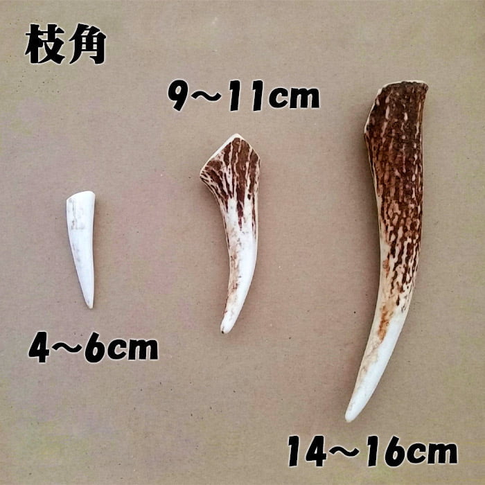 セール対象]【鹿角】おまかせ 枝角 14cm〜16cm 用途自由 ペット